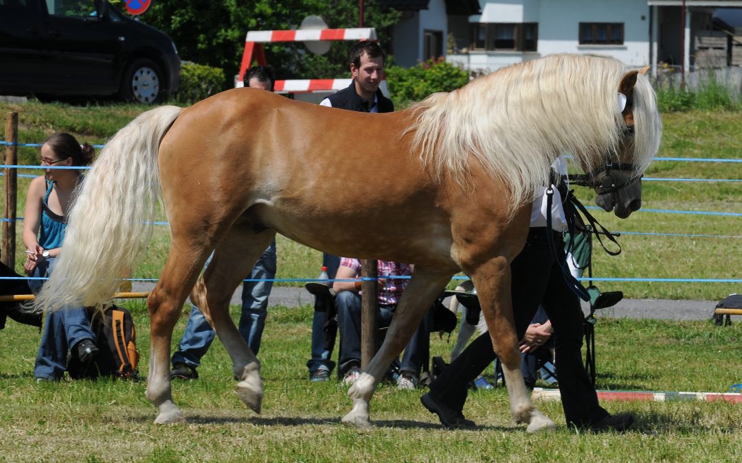 HAFLINGER