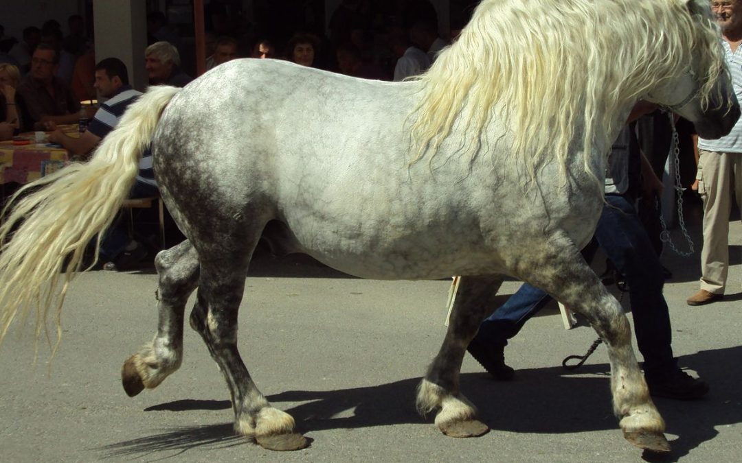 Photographie Cheval : race Trait de Croatie