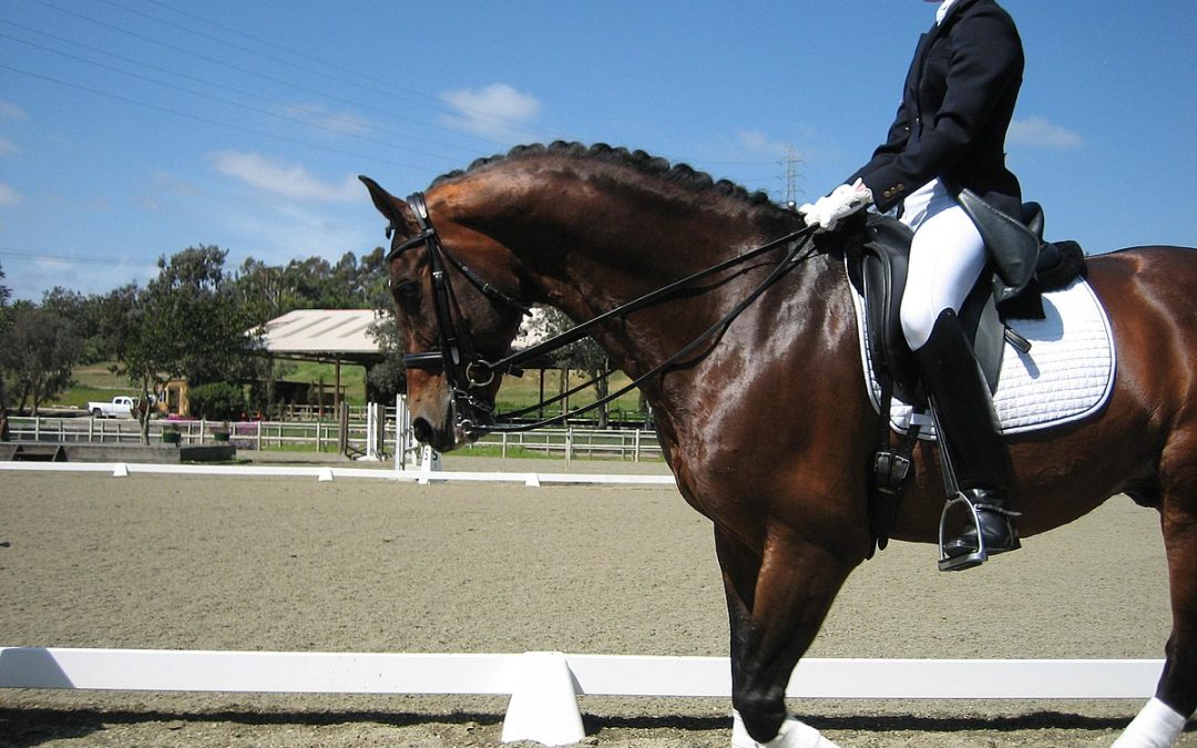 Photographie cheval : race KWPN (Koninklijk Warmbloed Paardenstamboek Nederland)