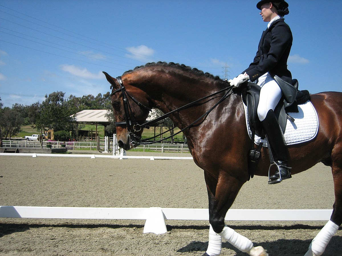 Photographie cheval : race KWPN (Koninklijk Warmbloed Paardenstamboek Nederland)