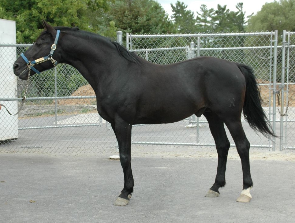 Photographie cheval : race Hannovrien