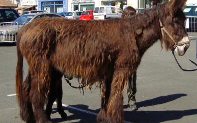 BAUDET DU POITOU