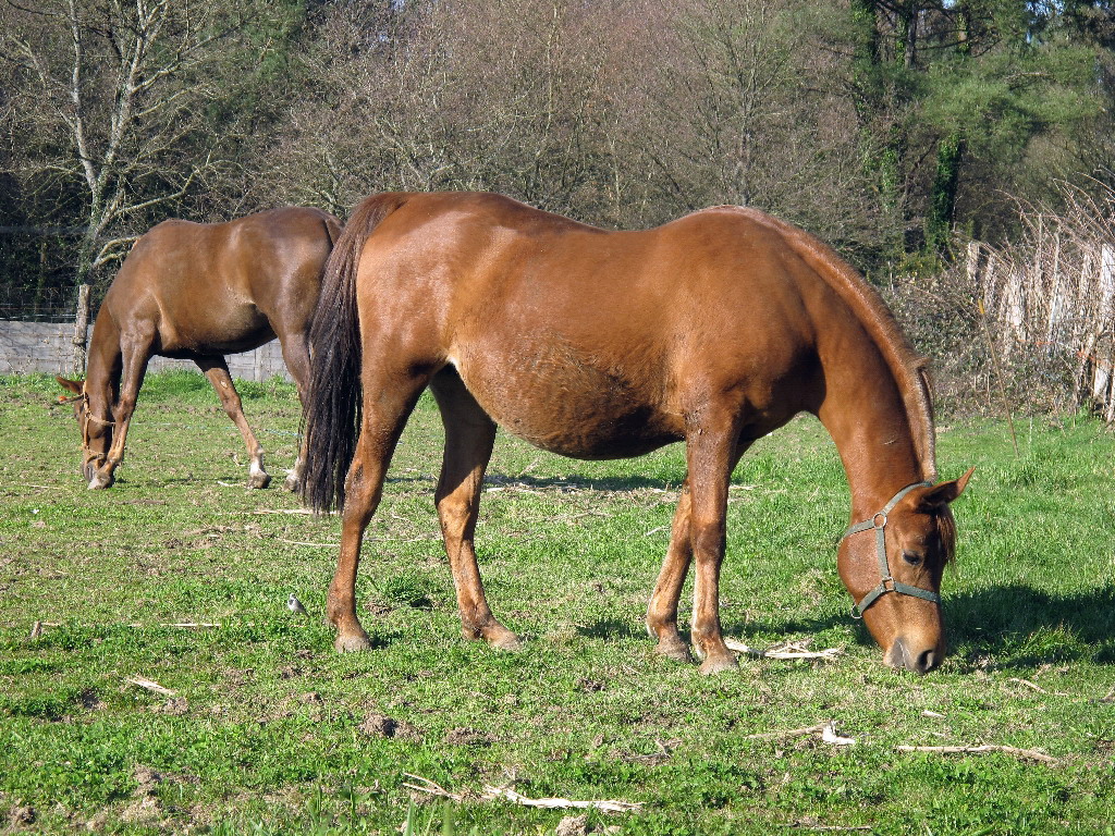 Photographie Cheval : race Galicien