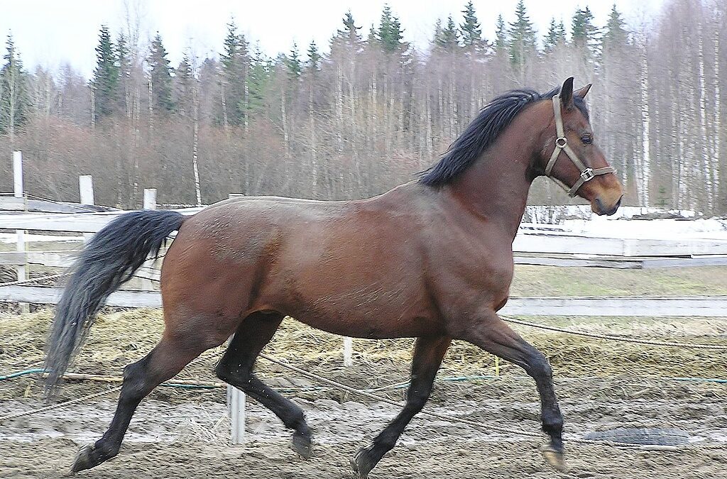 Photographie Cheval : race Finlandais sang chaud