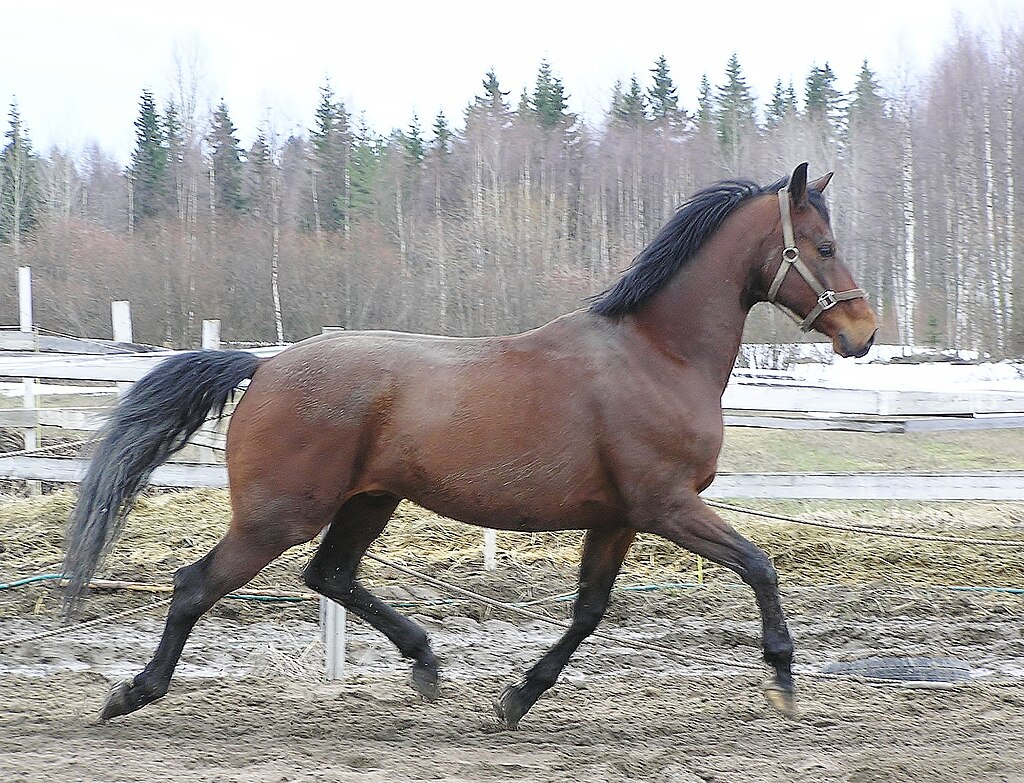 Photographie Cheval : race Finlandais sang chaud