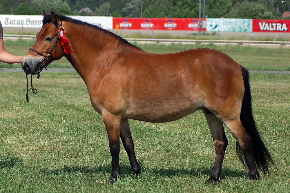 Photographie poney : race Gotland Russ