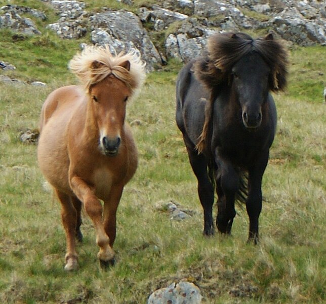 FAEROE-Poney