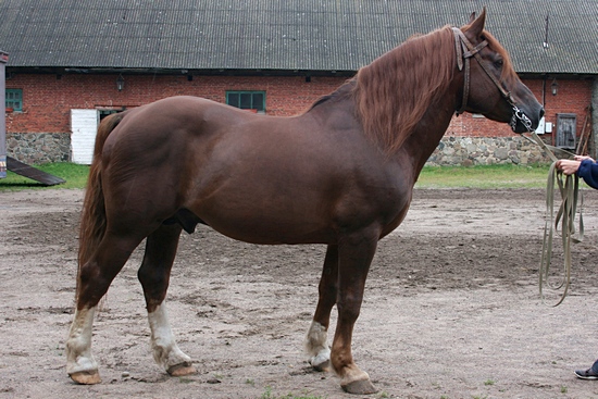 Cheval photographie : race Estonien